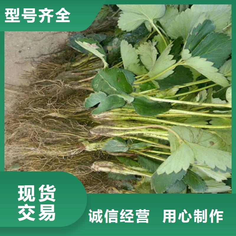 天津市桃熏草莓苗培育基地