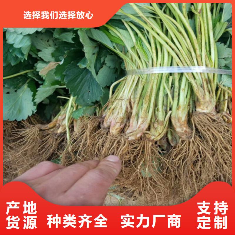 草莓苗果树苗服务始终如一当地生产厂家
