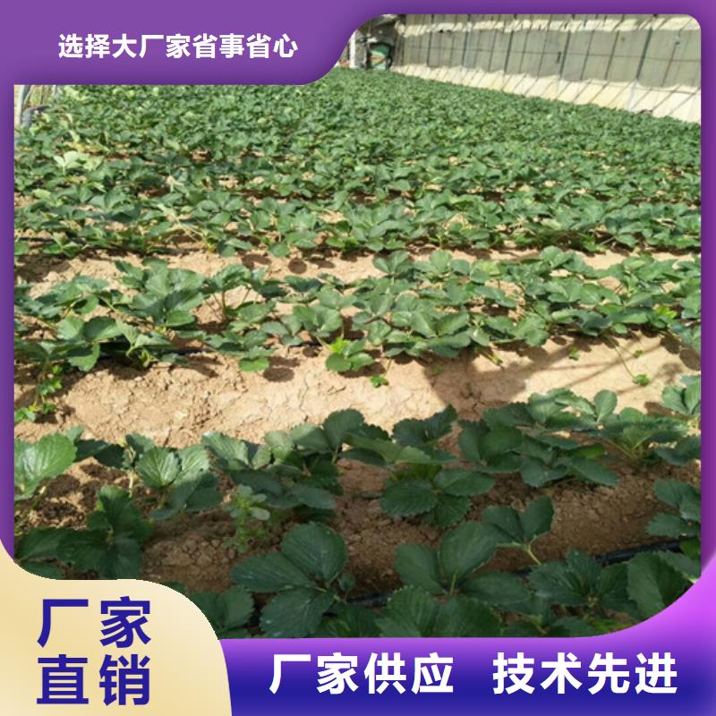 ​妙香草莓苗厂家低价走货同城制造商