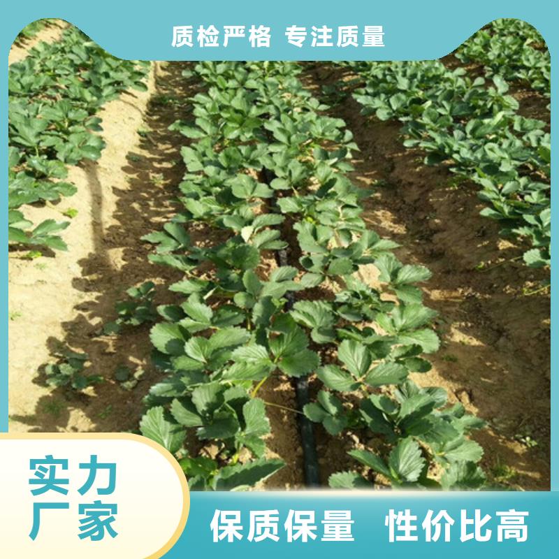 哪里出售四季草莓苗,四季草莓苗批发