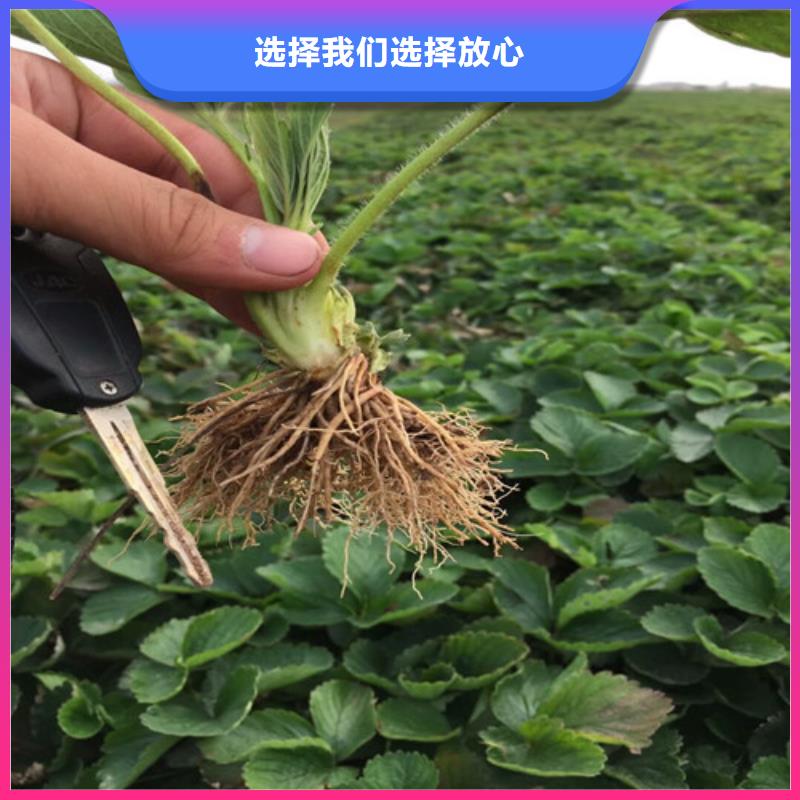哪里供应妙香7号草莓苗，妙香7号草莓苗育苗厂家批发供应