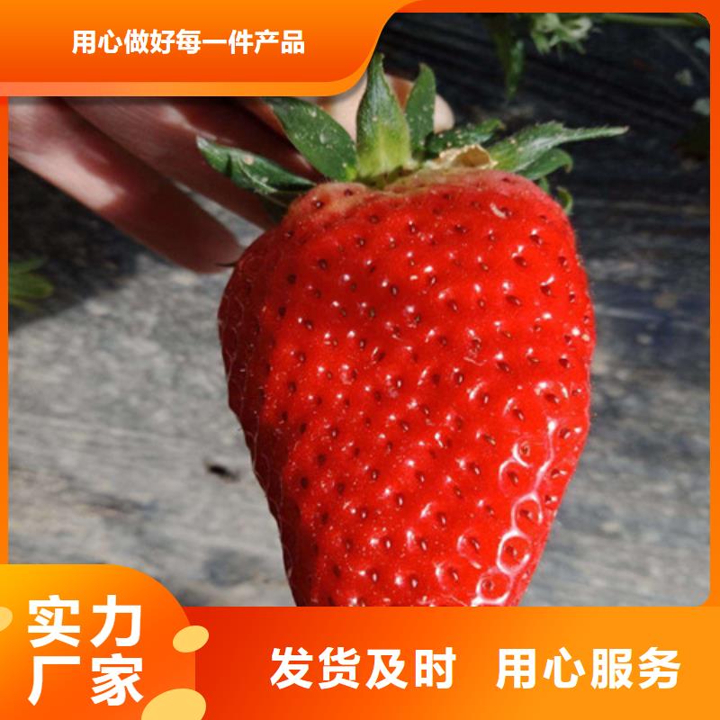 哪里供应隋珠草莓苗，隋珠草莓苗厂家供应当地货源