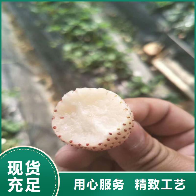 天津南开我想买妙香7号草莓苗,妙香7号草莓苗便宜价格