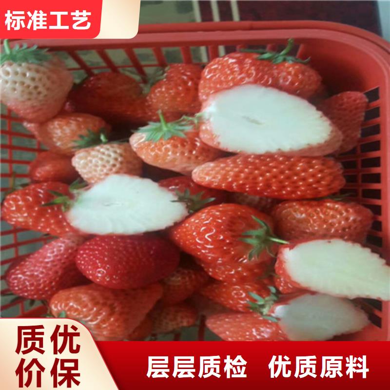 哪里出售白雪公主草莓苗，白雪公主草莓苗哪里有批发的种类丰富