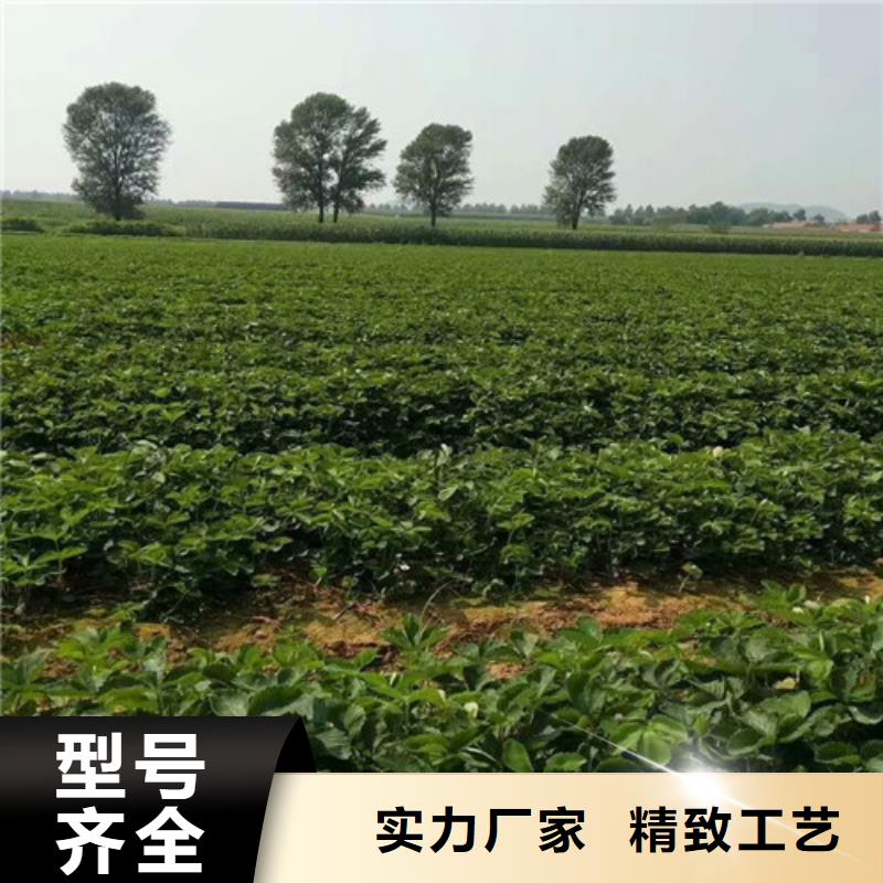城厢哪里供应章姬草莓苗，章姬草莓苗哪里纯正工艺成熟