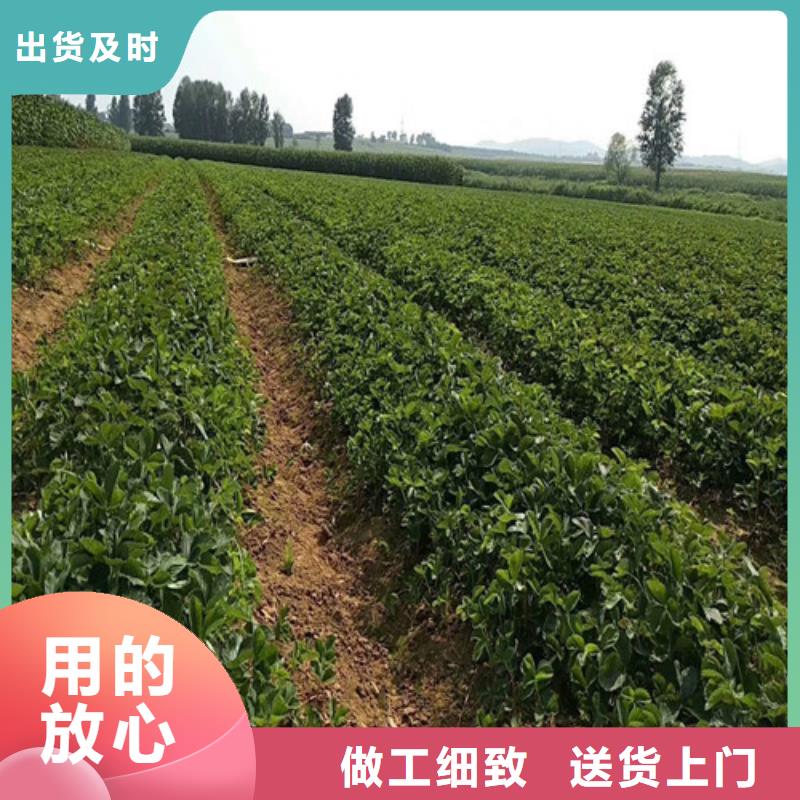 津南四季草莓苗耐储存品种免费获取报价