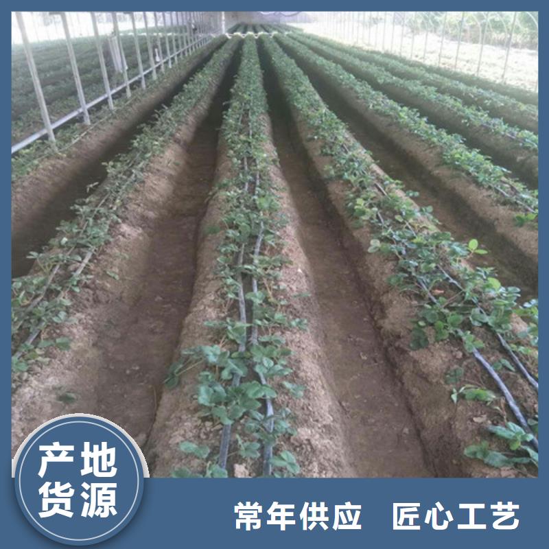 法兰地草莓苗厂家直接发货本地厂家