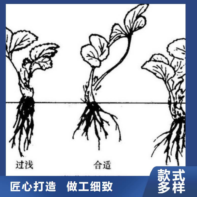 四季草莓苗批发价格同城制造商