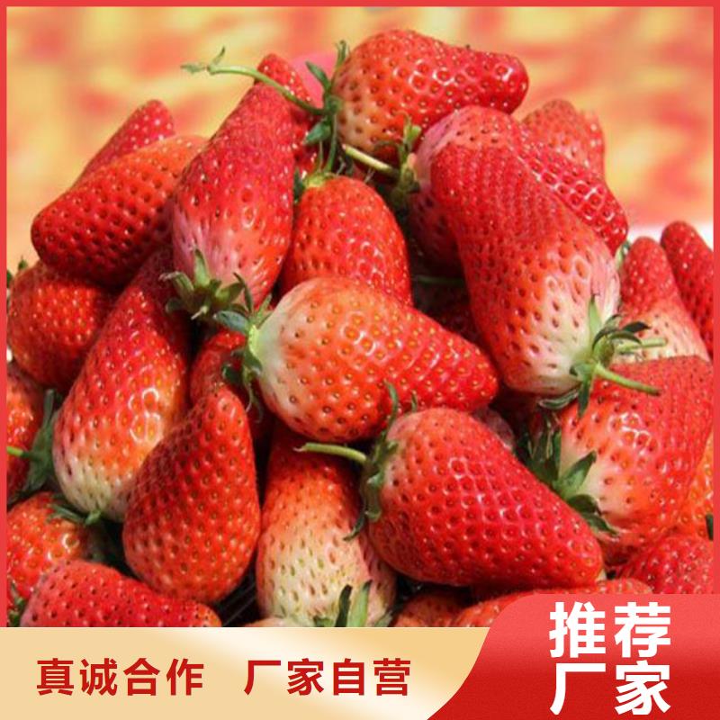 丰香草莓苗种苗源头直供