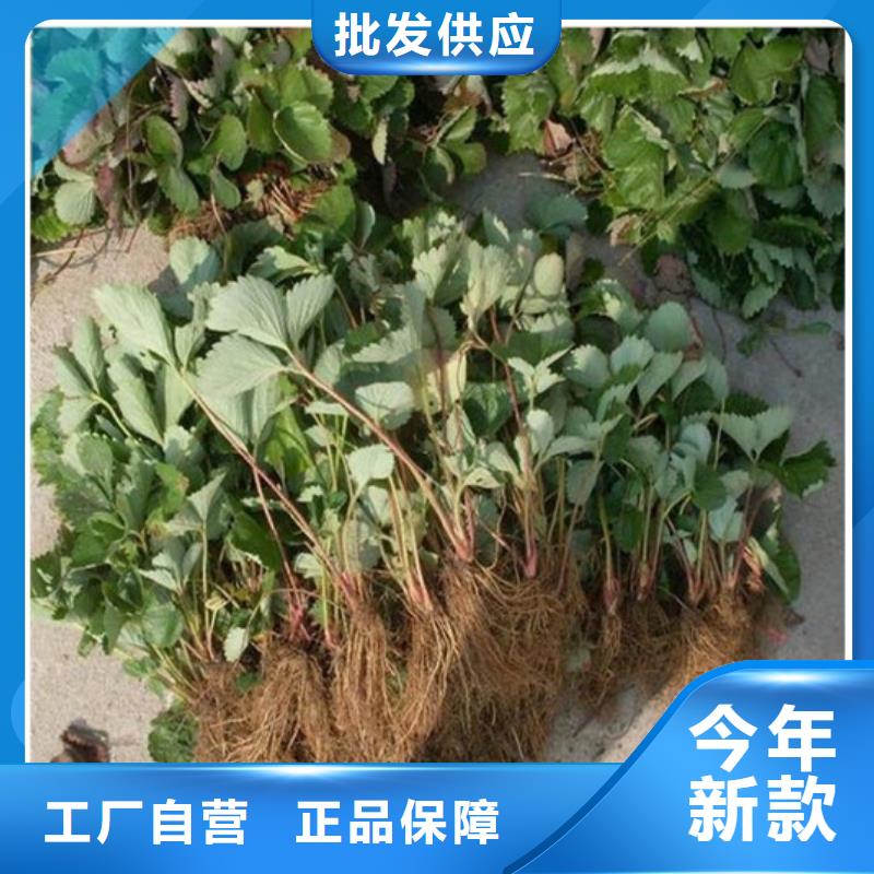 草莓苗樱桃苗品质优良本地经销商