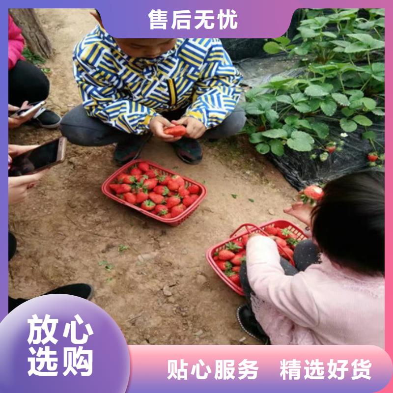 天津市桃熏草莓苗培育基地