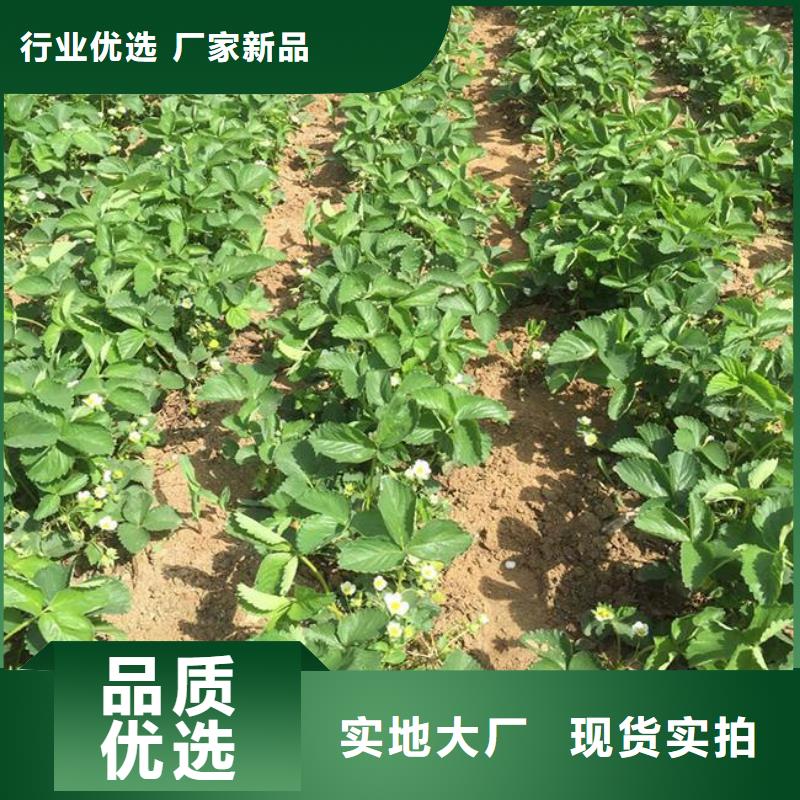 天津市丰香草莓苗价格