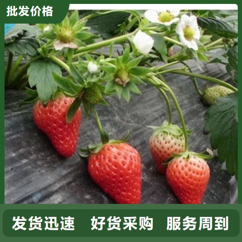 同质量香蕉品种草莓苗，我们价格更合理放心选购