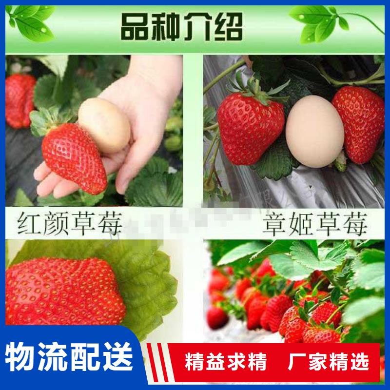 基地批发红颜草莓苗，红颜草莓苗培育本地经销商