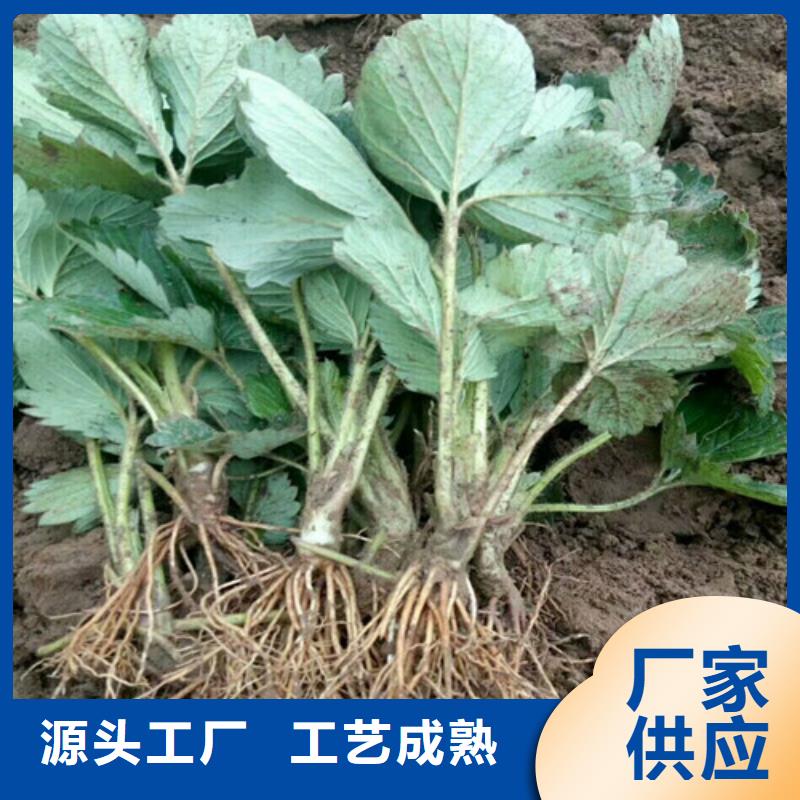 天等二代草莓苗基地批发源头工厂