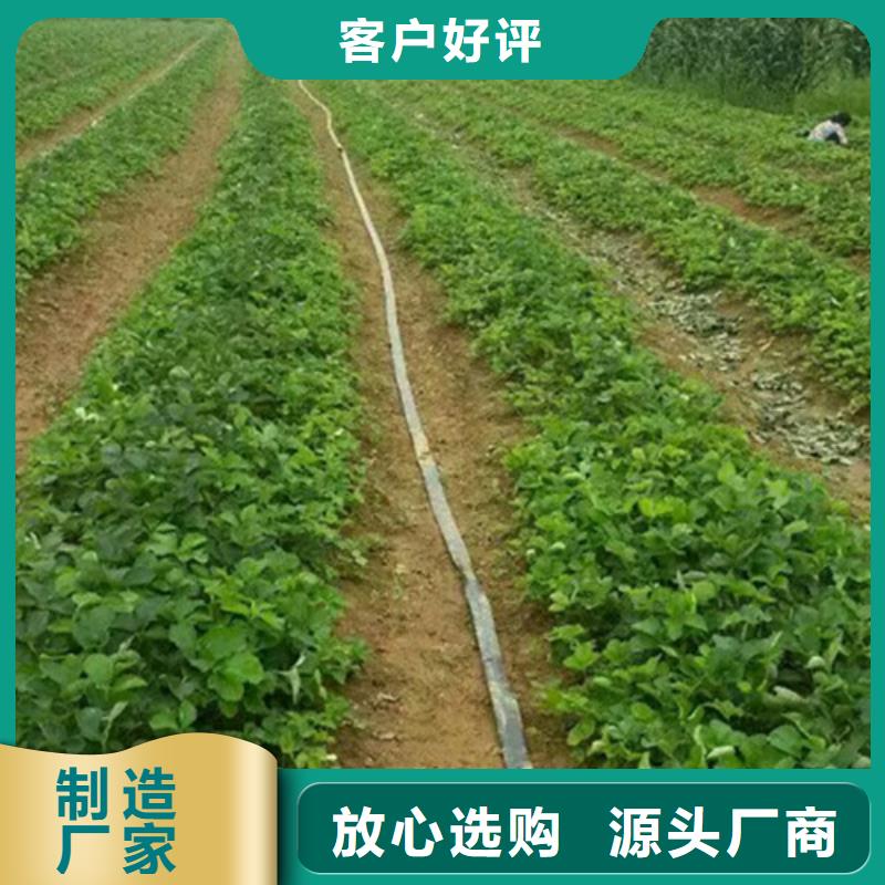 草莓苗【苹果苗】追求细节品质货到付款