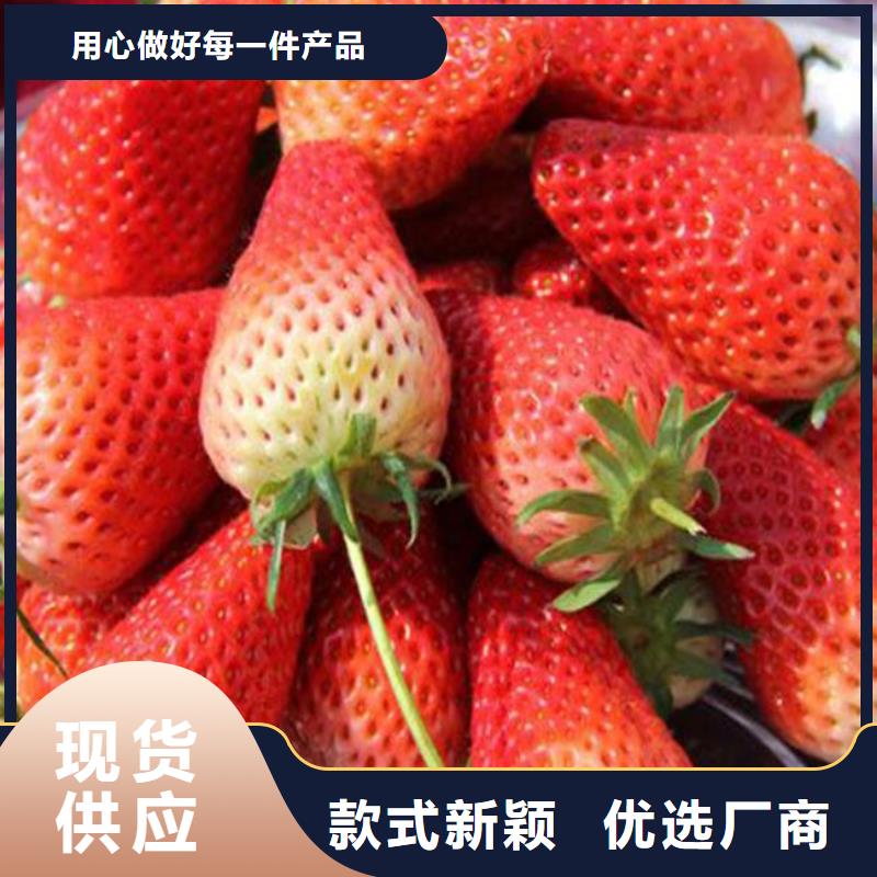 妙香草莓苗源头厂家价格优惠同城生产商