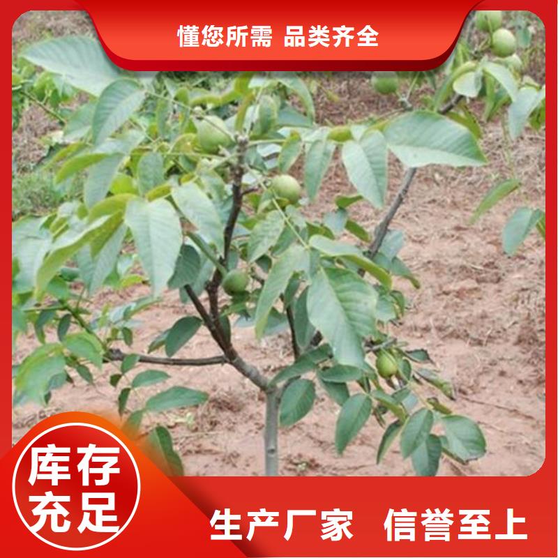 核桃树苗2025已更新(今日/)本地品牌