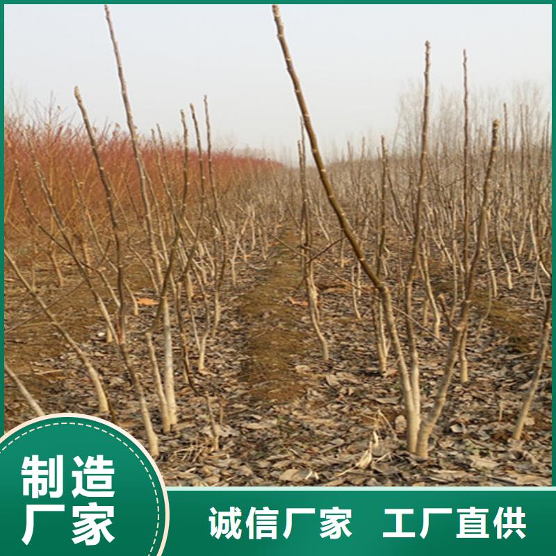 核桃苗草莓精心选材同城生产厂家