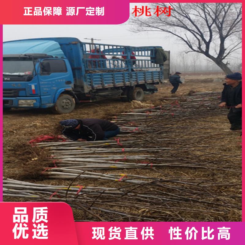 核桃苗果树苗质量检测当地货源