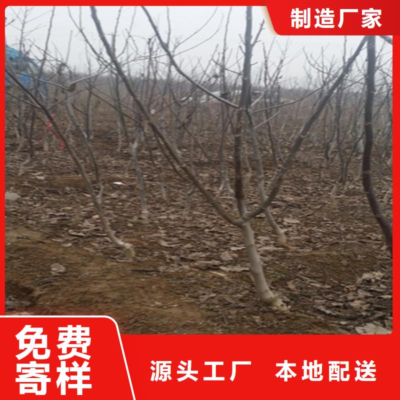 核桃苗【梨树苗基地】厂家售后完善当地制造商