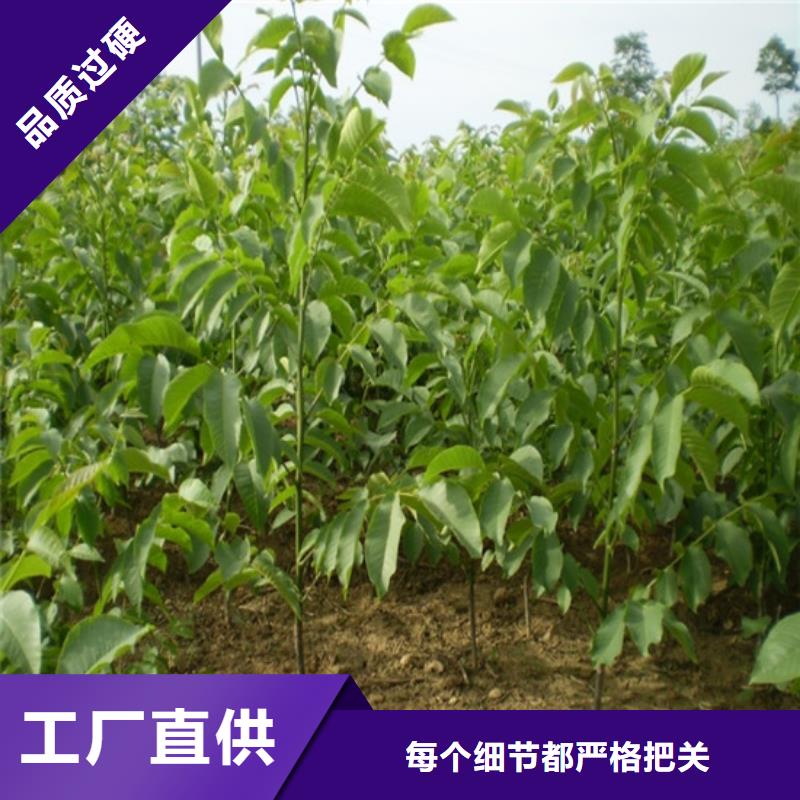 核桃苗_阳光玫瑰葡萄树苗优选货源随心所欲定制