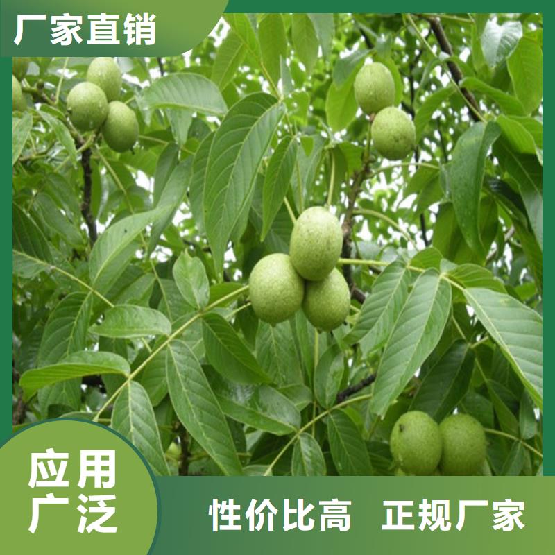 核桃苗_樱桃苗大品牌值得信赖当地公司