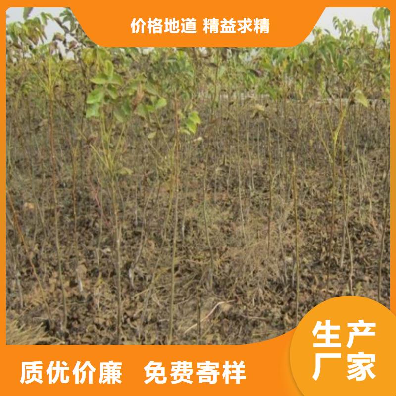 核桃苗,梨树苗拒绝差价懂您所需