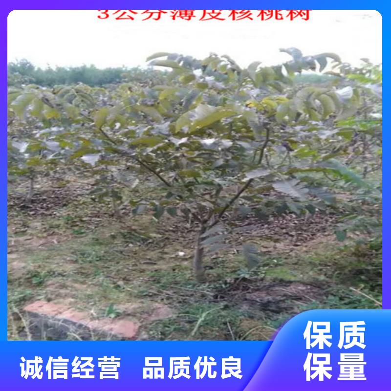 核桃苗,果树苗专注品质您身边的厂家