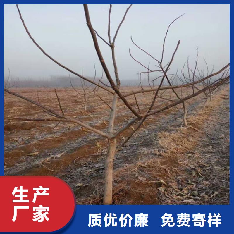 核桃苗火箭大樱桃树苗质量三包当地生产商