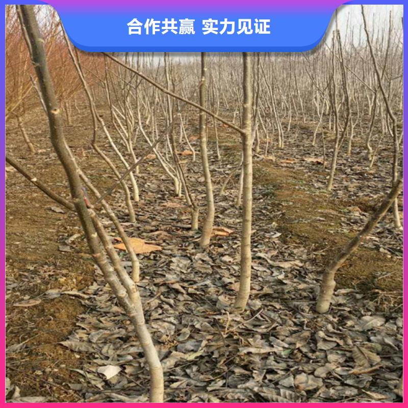 核桃苗天仙醉草莓苗快速物流发货当地货源