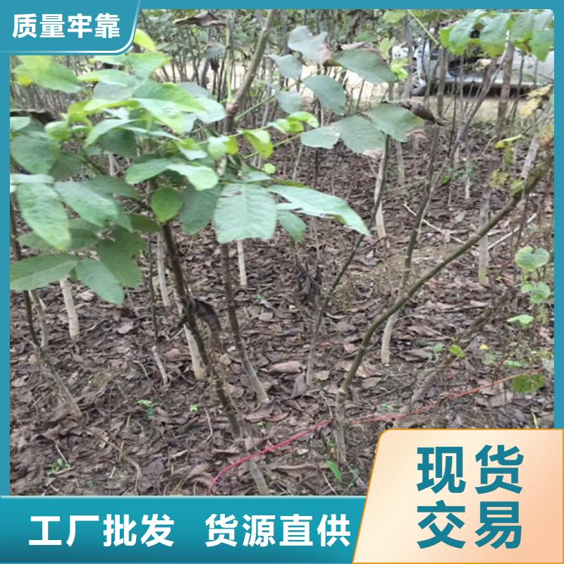 核桃苗,大棚草莓苗可定制有保障交货准时