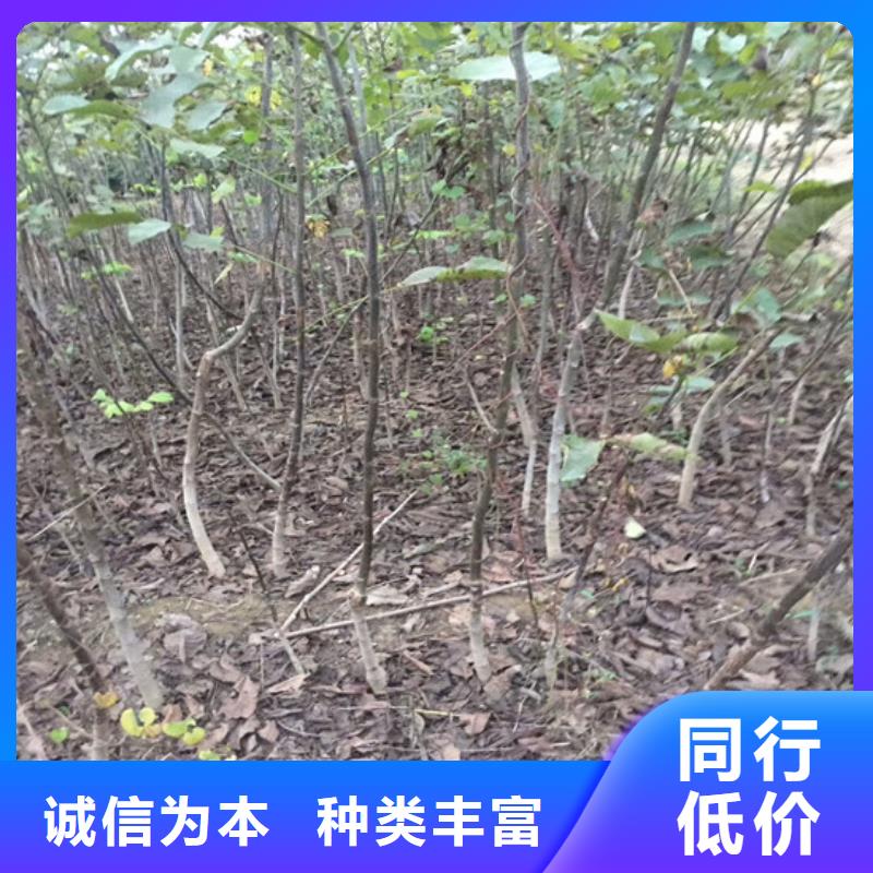 核桃苗阳光玫瑰葡萄树苗匠心工艺本地供应商