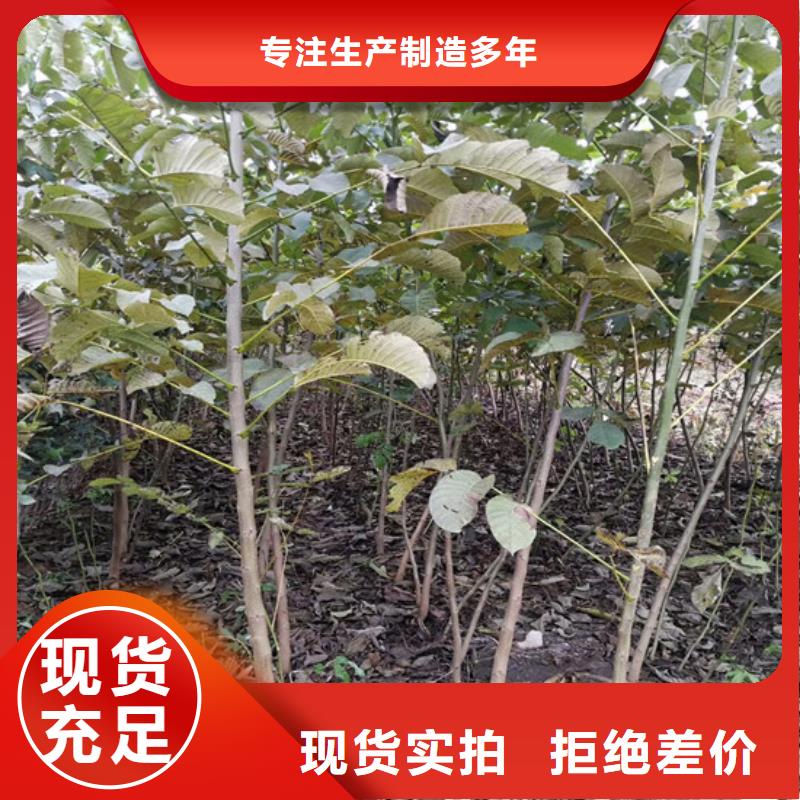核桃苗香梨树苗精选厂家好货甄选好厂家