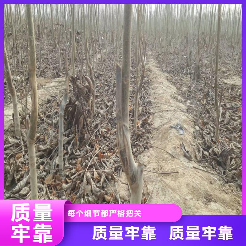 矮化核桃苗高产丰收库存丰富