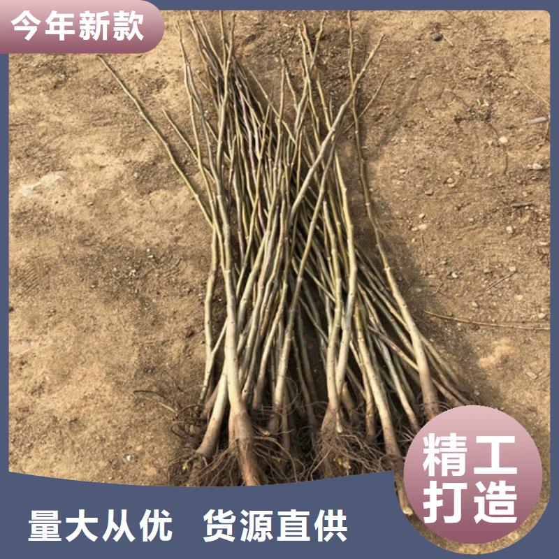 核桃苗【梨树苗基地】多种规格可选检验发货