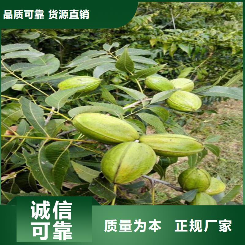 核桃实生苗批发同城公司