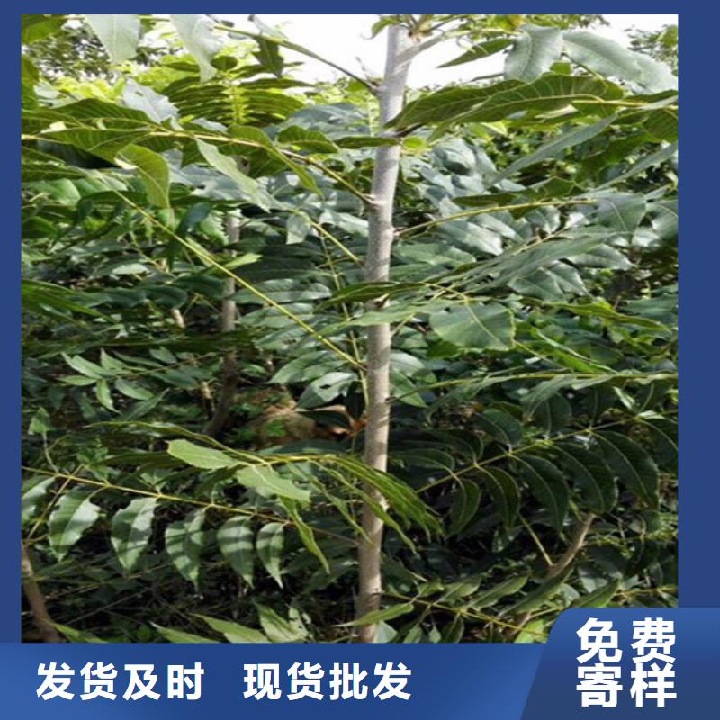 【核桃苗_油桃树苗源厂直销】本地厂家