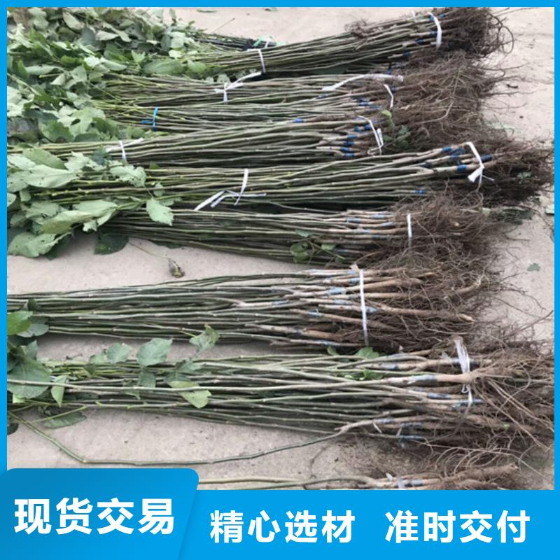 核桃苗大棚草莓苗多种规格供您选择同城公司