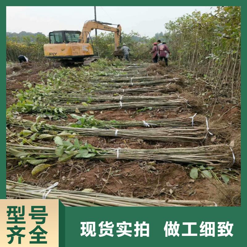 核桃苗梨树苗市场报价同城生产厂家