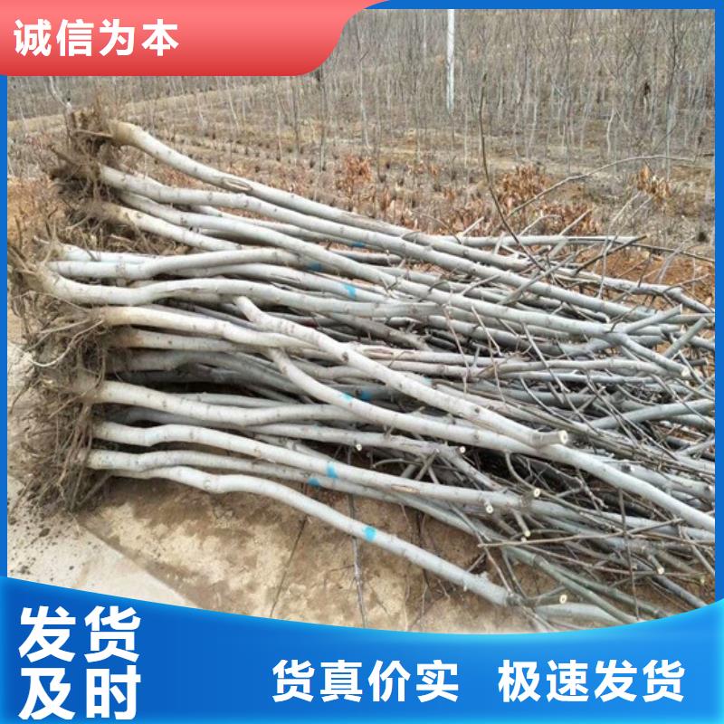 核桃苗-【红油香椿树苗】一站式采购商满足您多种采购需求