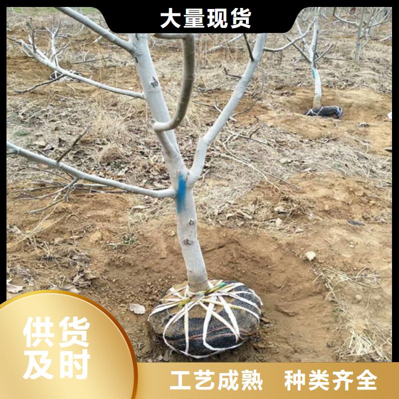 核桃苗,【桃树苗基地】实拍品质保障本地品牌