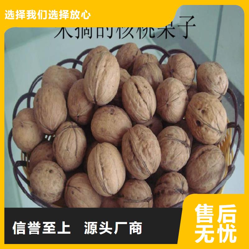 核桃苗果树苗甄选好厂家本地服务商