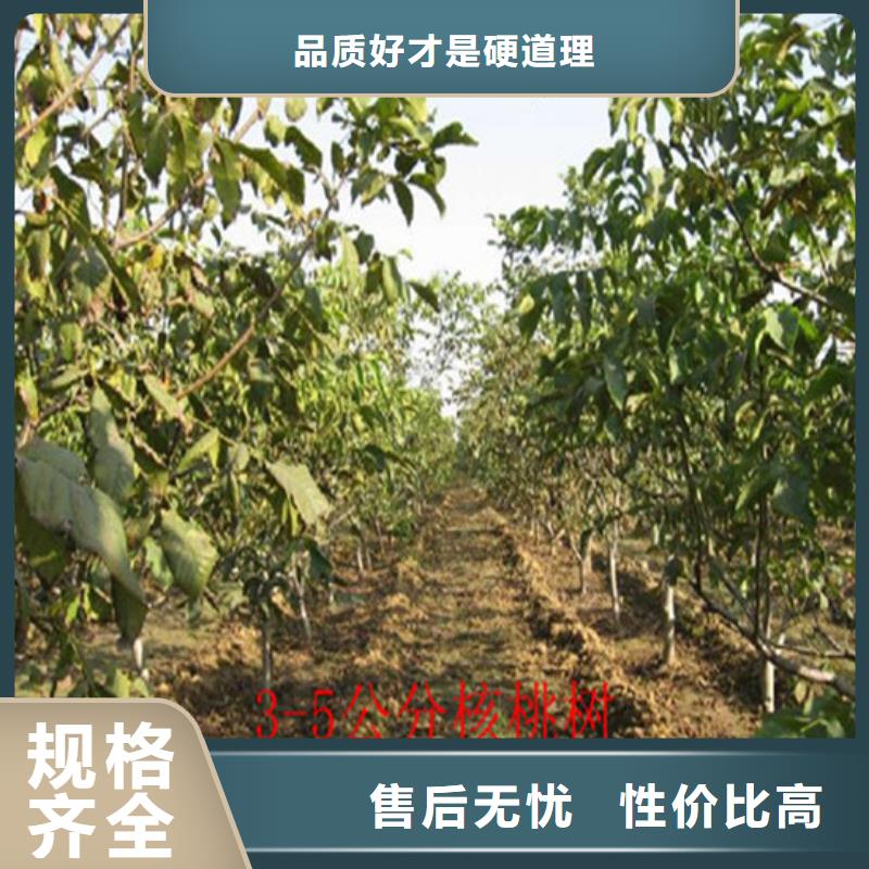 【核桃苗,葡萄苗价格公道合理】同城厂家