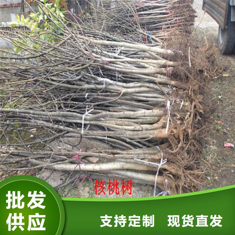 核桃苗果树苗价格低一手货源源头厂家
