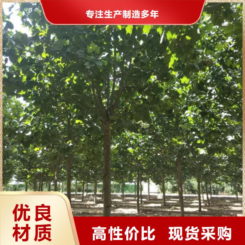 法桐金叶复叶槭源厂直接供货现货充足