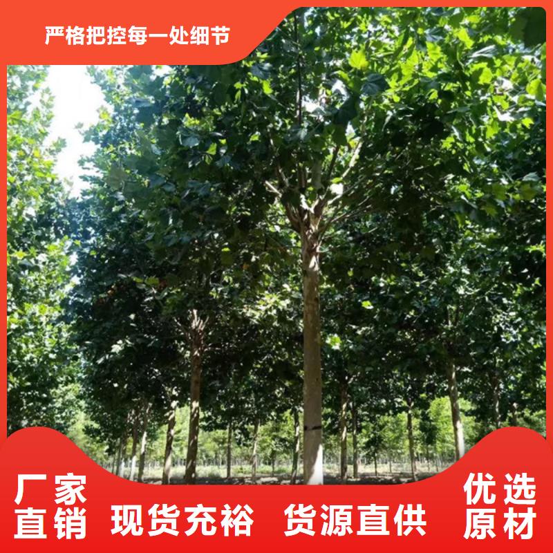 法桐金叶槐价格实惠厂家直销