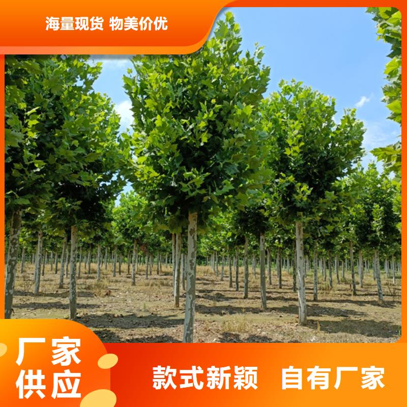 造型法桐价格优惠法桐本地制造商