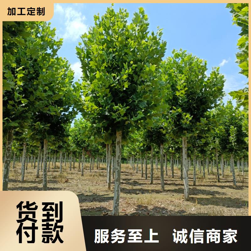 法桐小苗加工定制通过检测