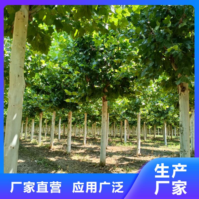 法桐炫丽海棠用心制作同城生产厂家